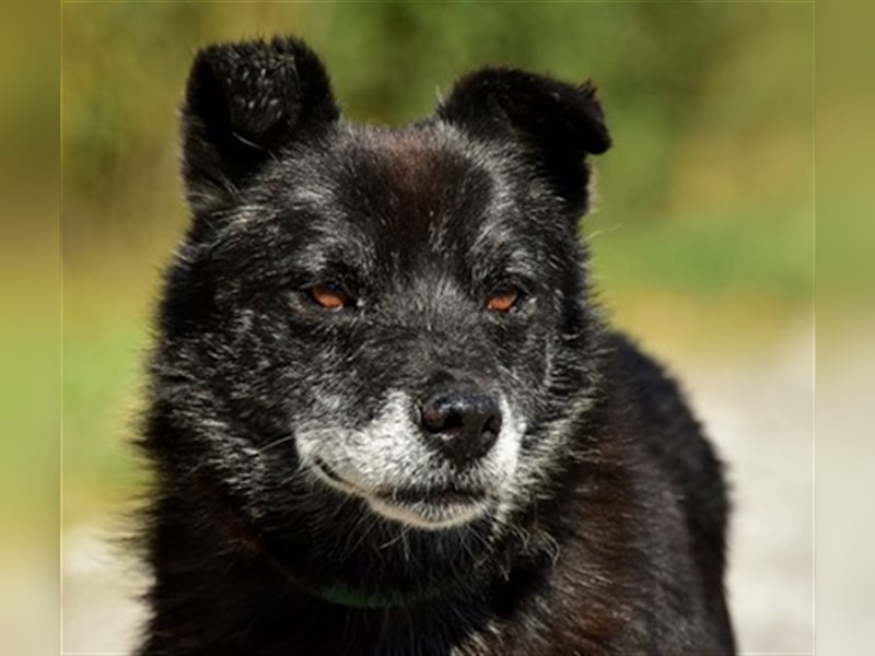 Wolfy hat einen großväterlichen Charakter