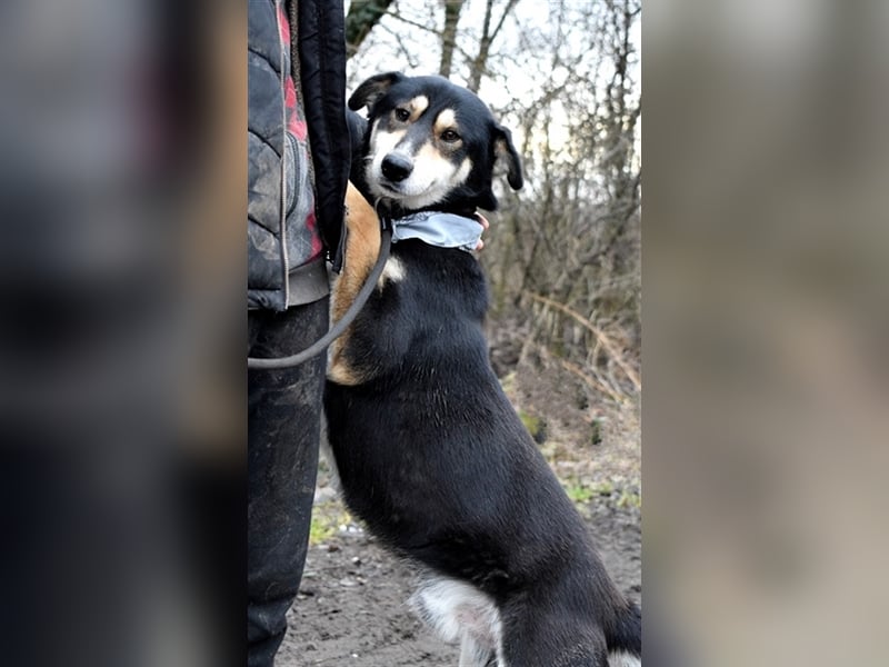Camelot ist ein netter, eher ruhiger Hund