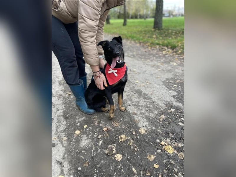 Maxik Y87 ist ein gute Laune Hund