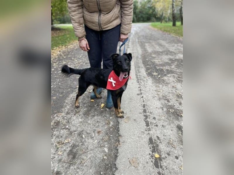 Maxik Y87 ist ein gute Laune Hund