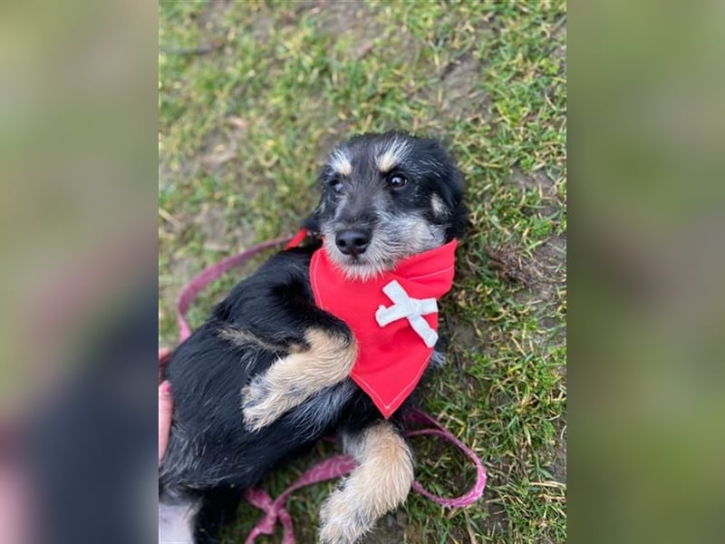 Dax ist ein neugieriger, verspielter Terrierbub