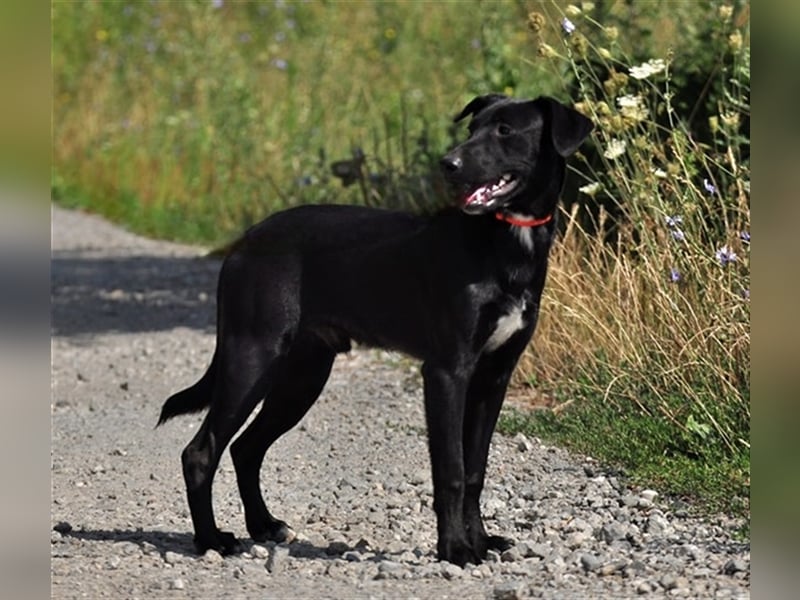 Otik S230 ist mit jedem befreundet