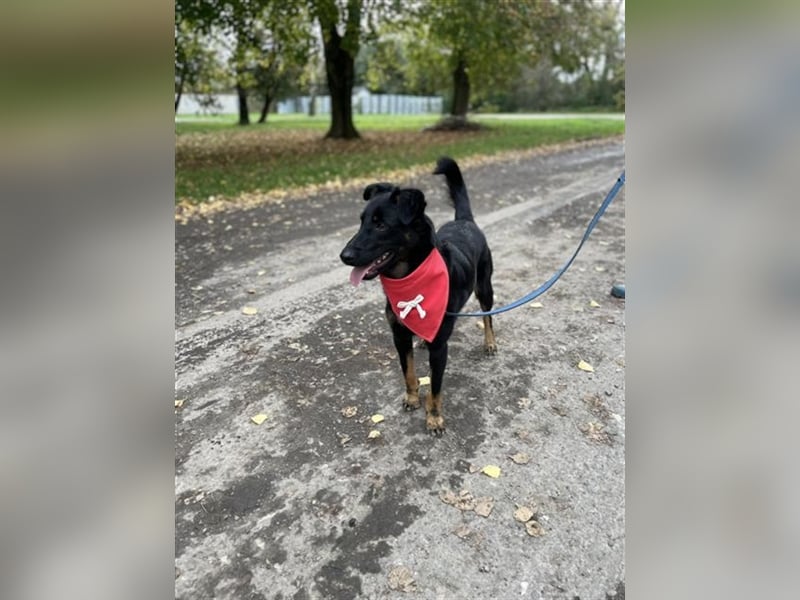 Maxik Y87 ist ein gute Laune Hund
