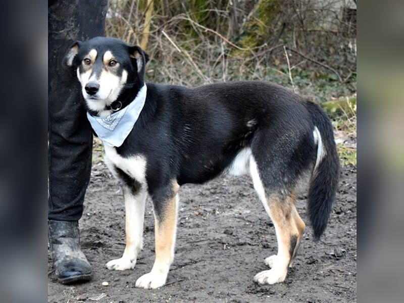 Camelot ist ein netter, eher ruhiger Hund