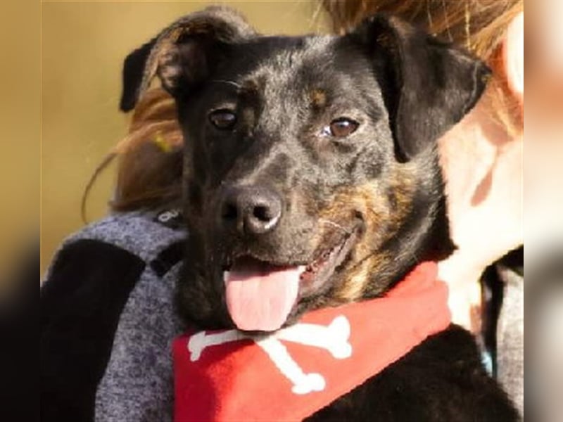 Ringo Y93 ist ein Gute Laune Hund