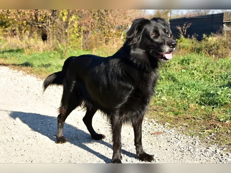 Max C67 ist ein lieber Begleiter