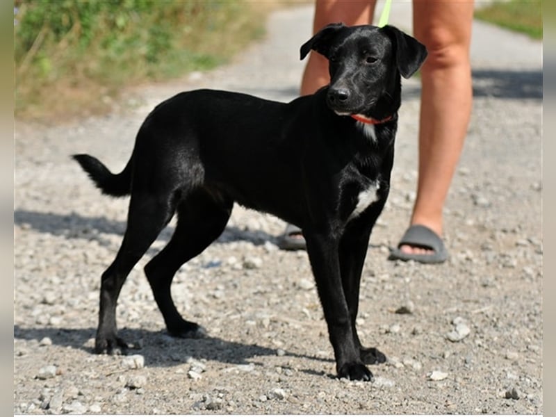 Otik S230 ist mit jedem befreundet