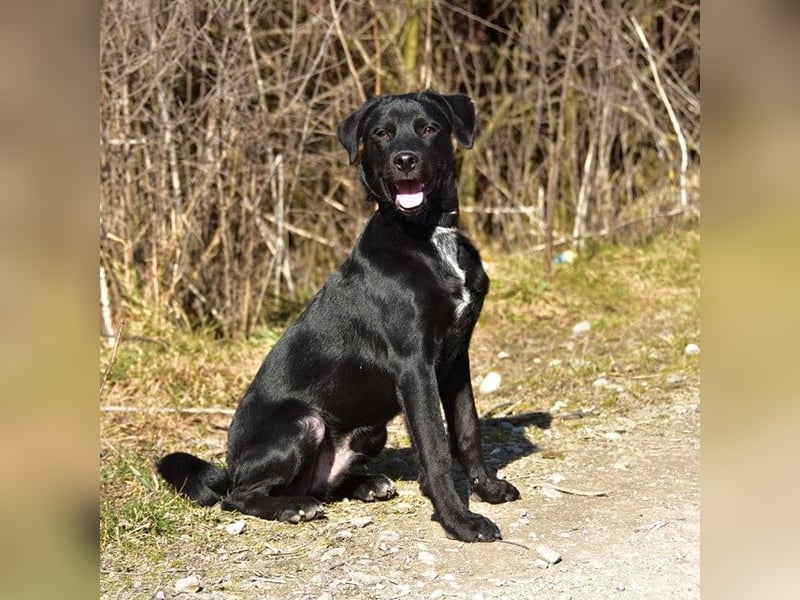 Dobby S259 ist ein gut gelaunter Hundebub