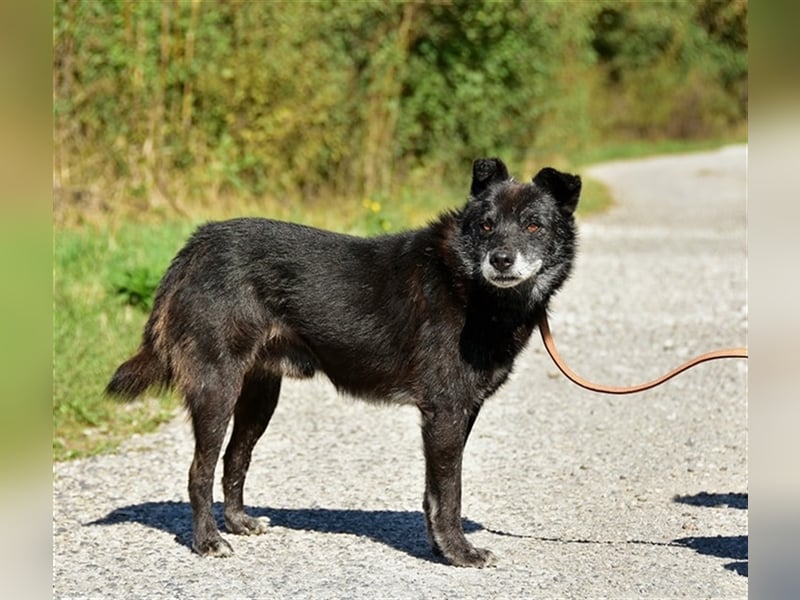 Wolfy hat einen großväterlichen Charakter