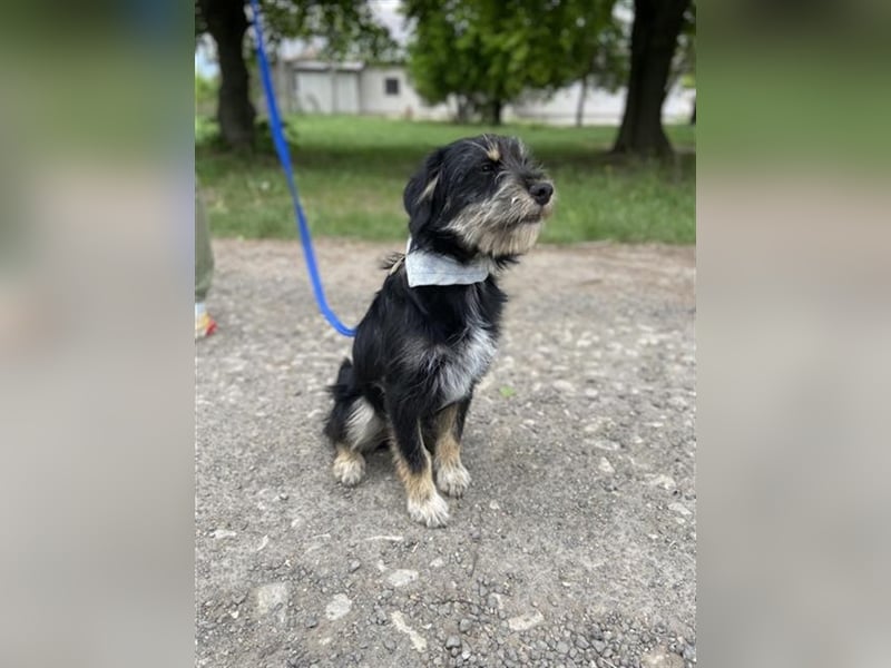 Dax ist ein neugieriger, verspielter Terrierbub