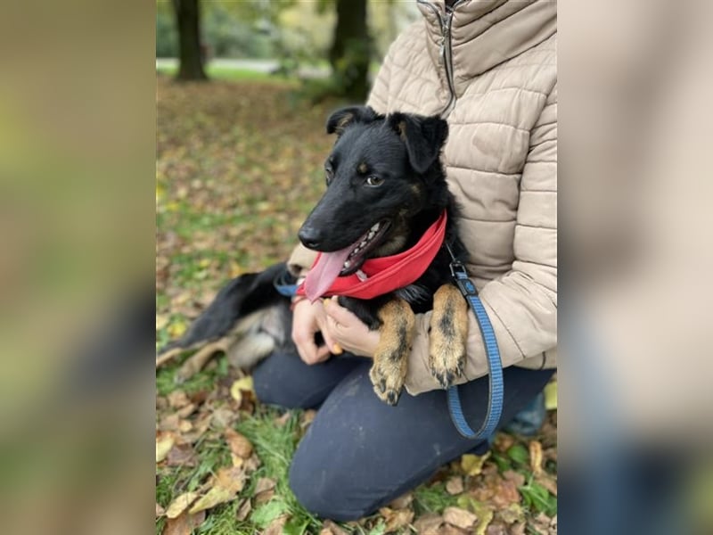 Maxik Y87 ist ein gute Laune Hund