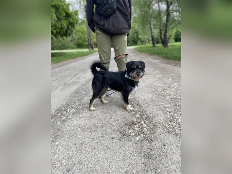 Dax ist ein neugieriger, verspielter Terrierbub