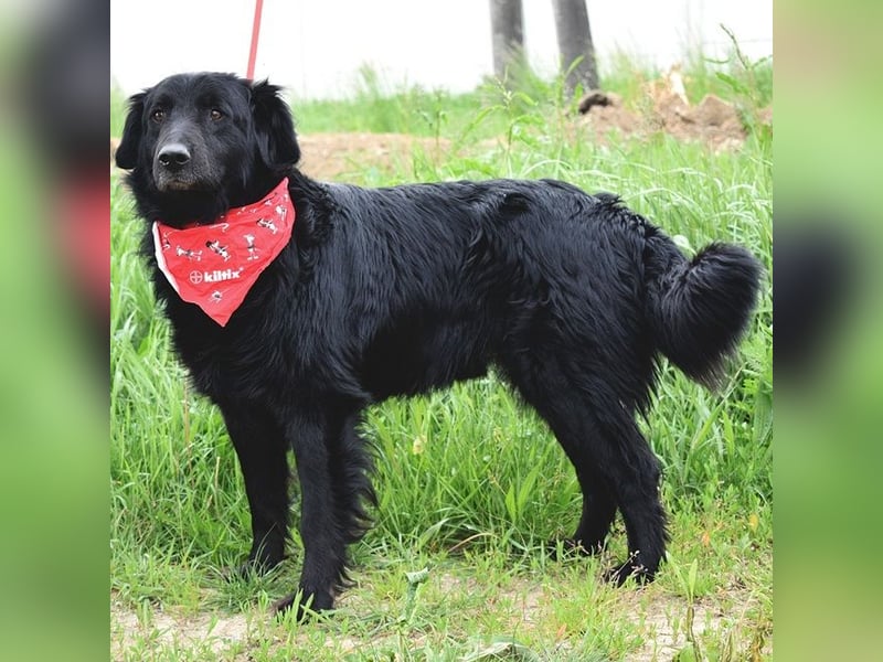 Rawen ist ein freundlicher, sanfter Hundemann