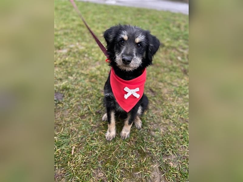 Dax ist ein neugieriger, verspielter Terrierbub