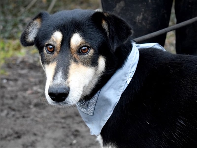 Camelot ist ein netter, eher ruhiger Hund
