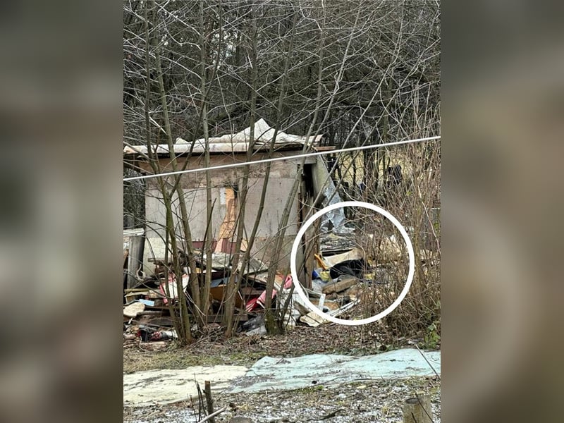 Boston sucht ein ruhiges Zuhause