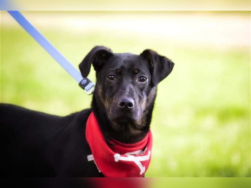 Ringo Y93 ist ein Gute Laune Hund