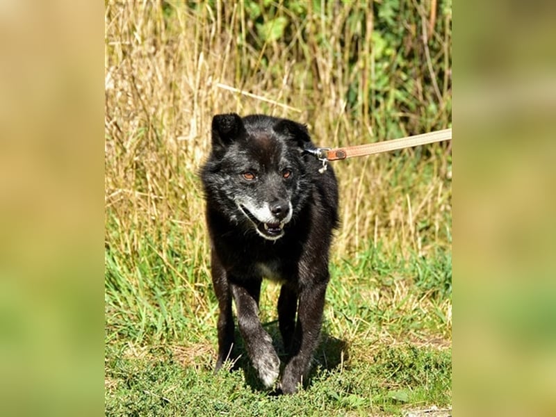 Wolfy hat einen großväterlichen Charakter