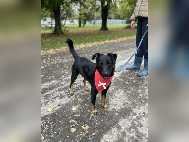 Maxik Y87 ist ein gute Laune Hund