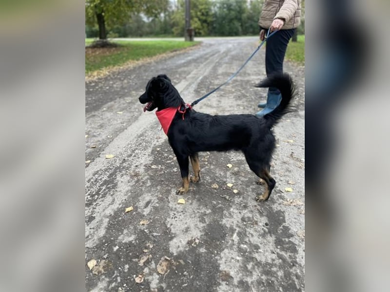 Maxik Y87 ist ein gute Laune Hund