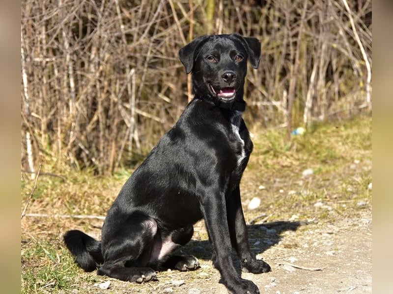 Dobby S259 ist ein gut gelaunter Hundebub