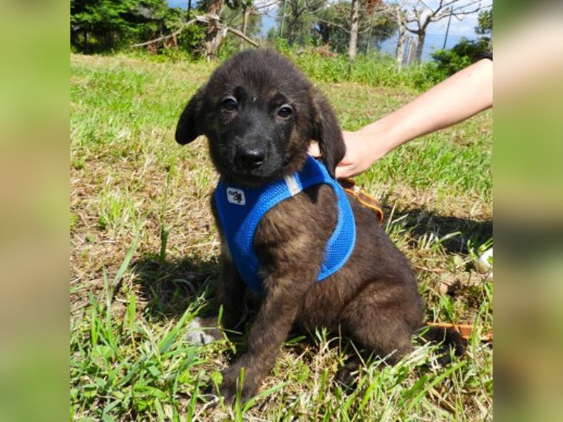 Benny sucht ein Zuhause