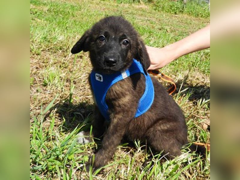Benny sucht ein Zuhause