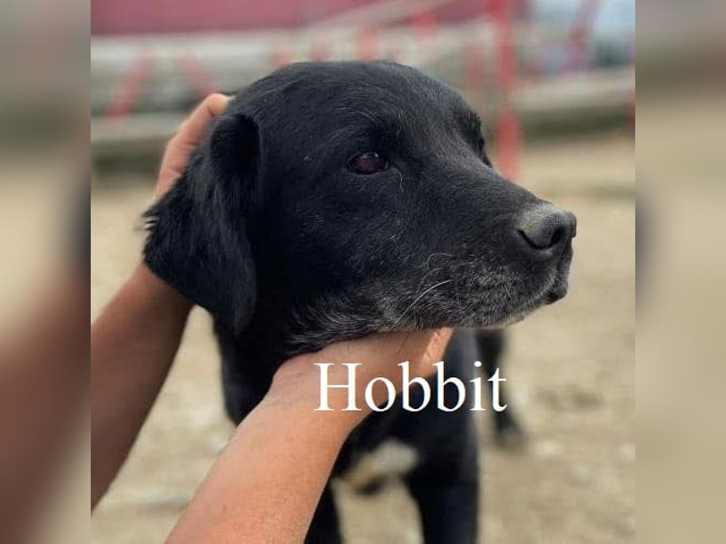 Frodo sucht einen Gnadenplatz