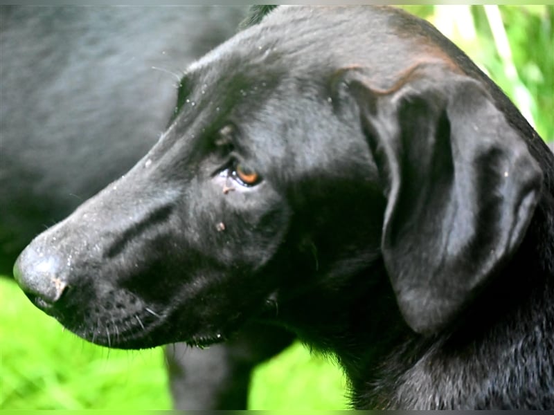 Oliver der Liebe