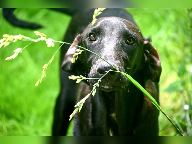 Oliver der Liebe