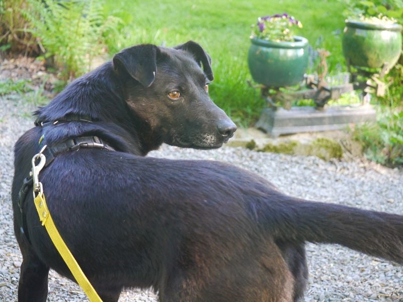 ♥PERNOD♥ neu auf Pflegestelle bei Köln - verschmuster, aktiver, unkomplizierter Rüde 54 cm