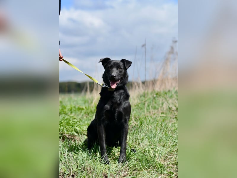 Freundlicher Familienrüde Persik❤️sucht ein liebevolles Zuhause