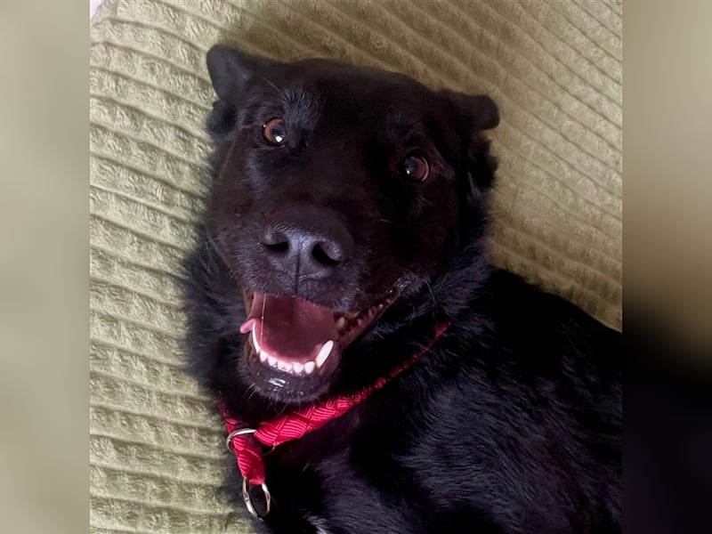 Billy❤️ Familienhund will endlich ankommen