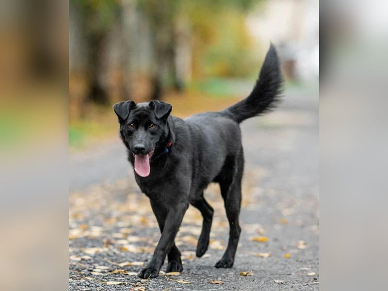 Freundlicher Familienrüde Persik❤️sucht ein liebevolles Zuhause