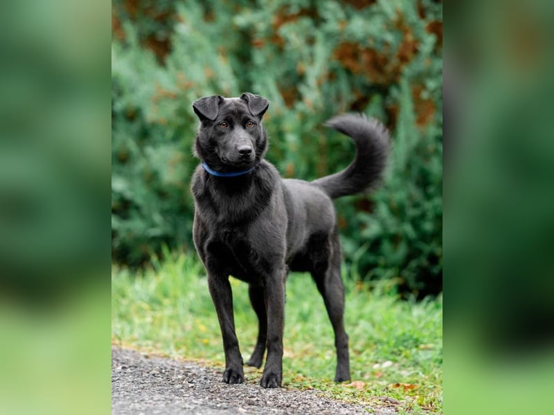 Freundlicher Familienrüde Persik❤️sucht ein liebevolles Zuhause