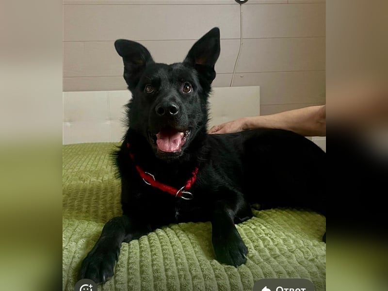 Billy❤️ Familienhund will endlich ankommen