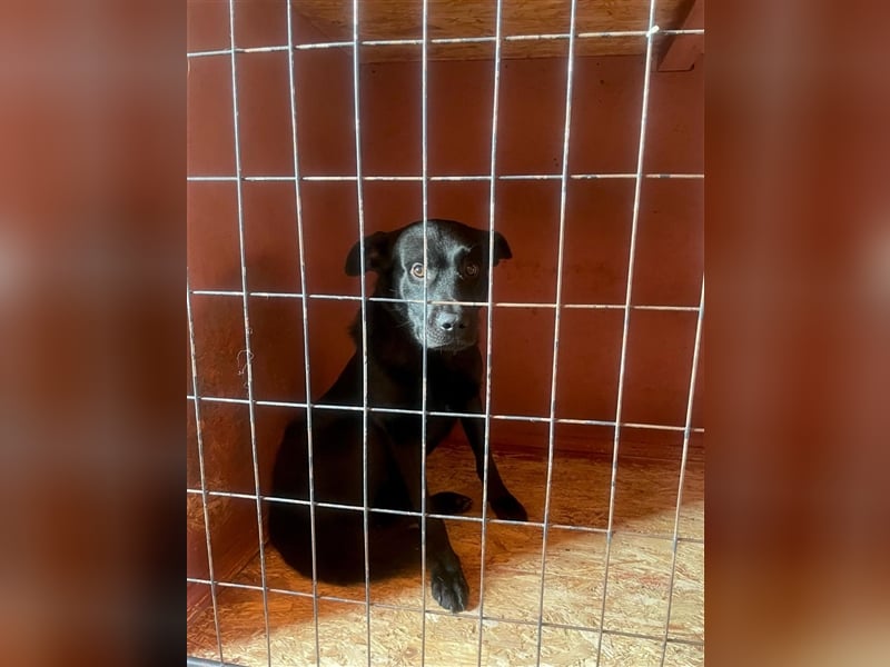 Billy❤️ Familienhund will endlich ankommen