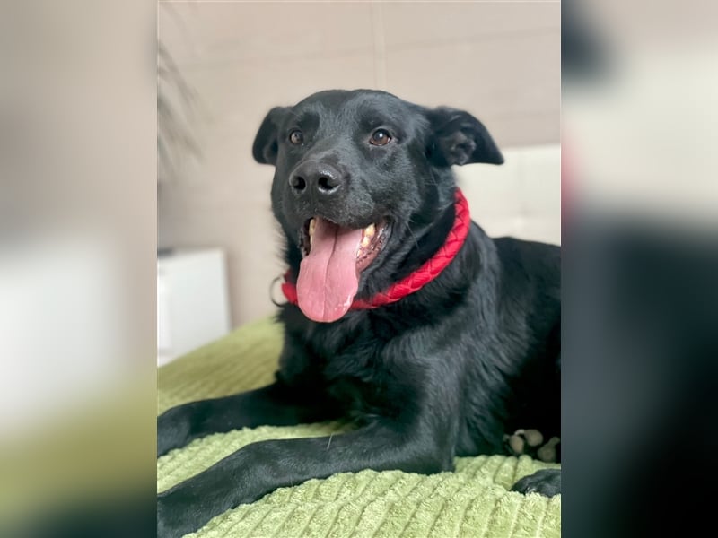 Billy❤️ Familienhund will endlich ankommen