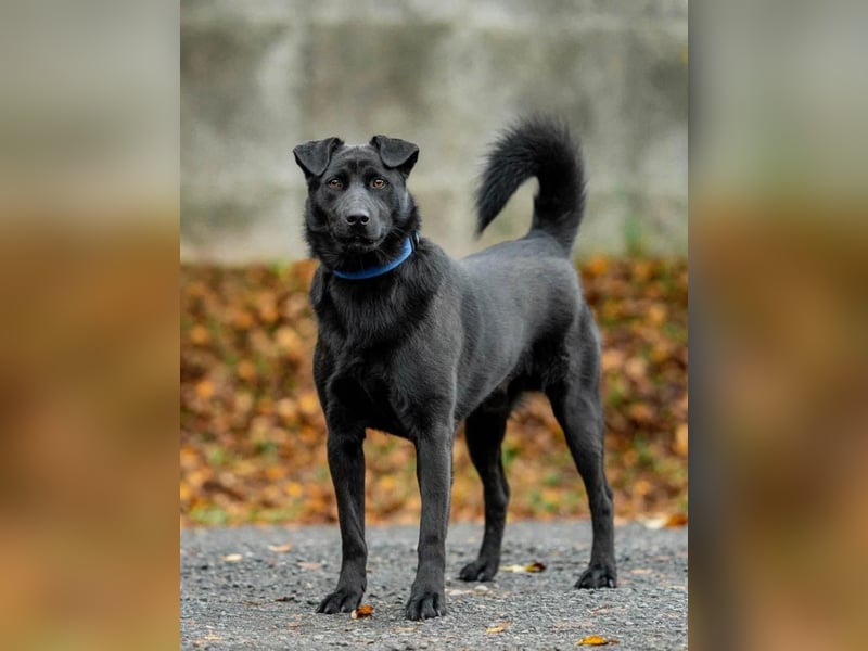 Freundlicher Familienrüde Persik❤️sucht ein liebevolles Zuhause