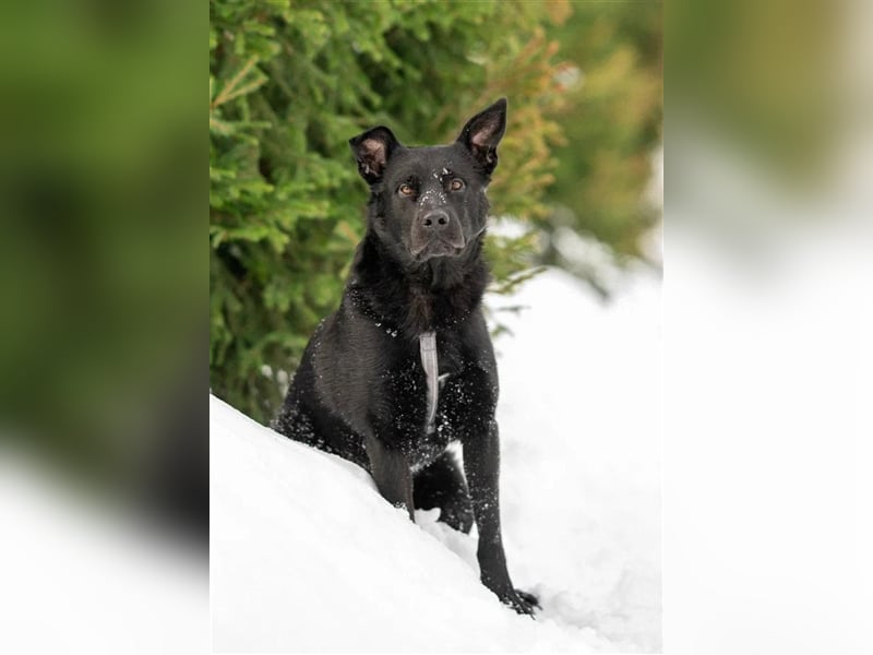Billy❤️ Familienhund will endlich ankommen