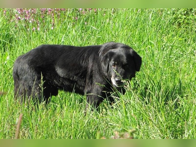 Tommy sucht ein neues Zuhause