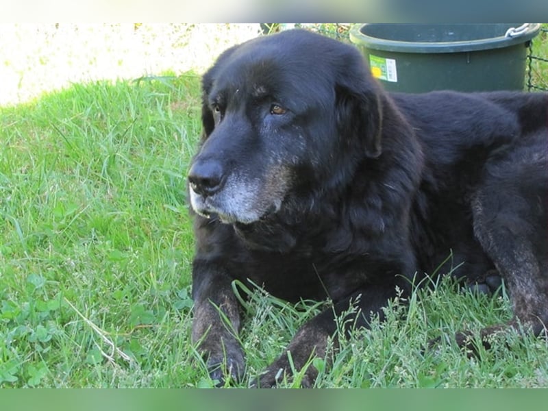 Tommy sucht ein neues Zuhause