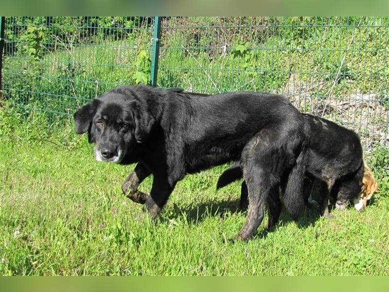 Tommy sucht ein neues Zuhause