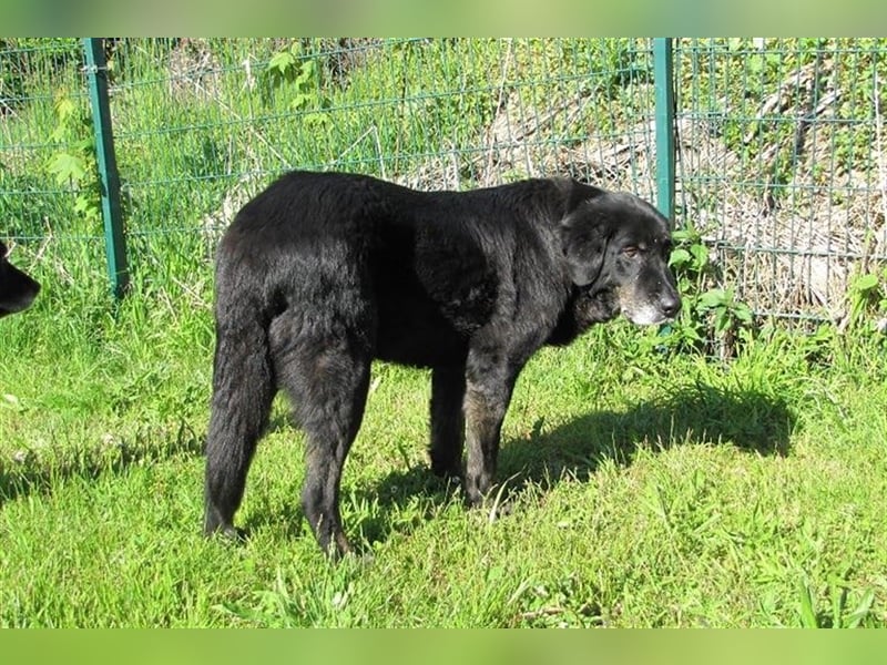 Tommy sucht ein neues Zuhause