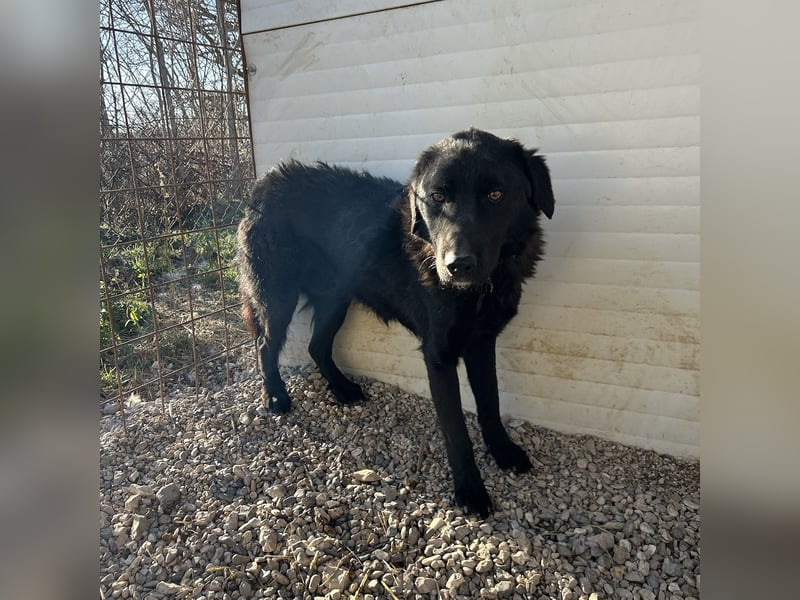 Dipsy sucht sein forever Home❤️