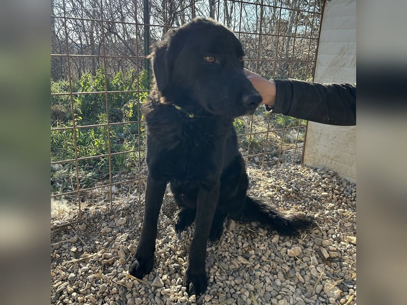 Dipsy sucht sein forever Home❤️