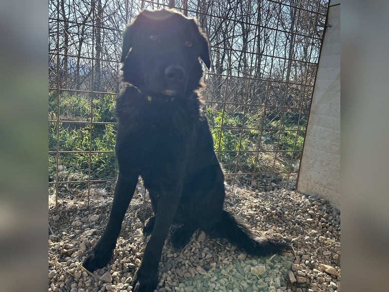 Dipsy sucht sein forever Home❤️