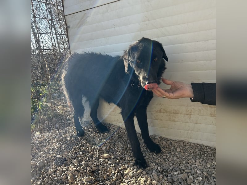 Dipsy sucht sein forever Home❤️