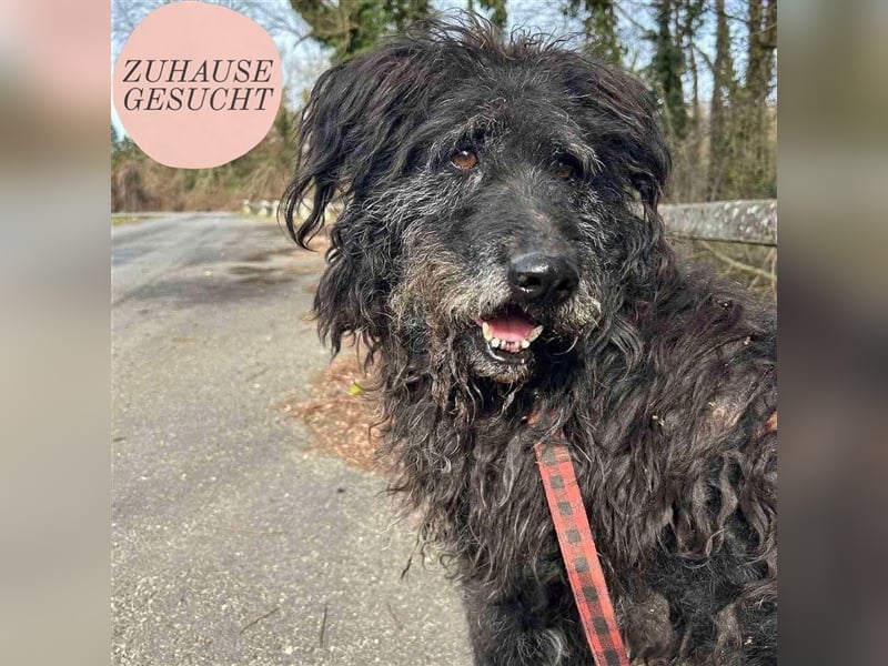 Topi sucht sein Für-Immer-Zuhause ❤️