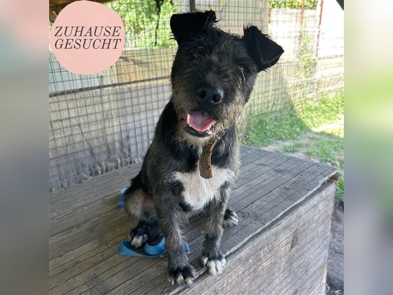 Ponsi sucht sein forever Home ❤️
